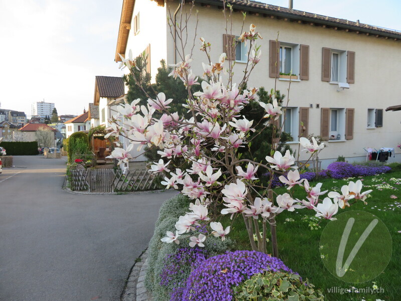 Tulpen-Magnolie: Übersicht